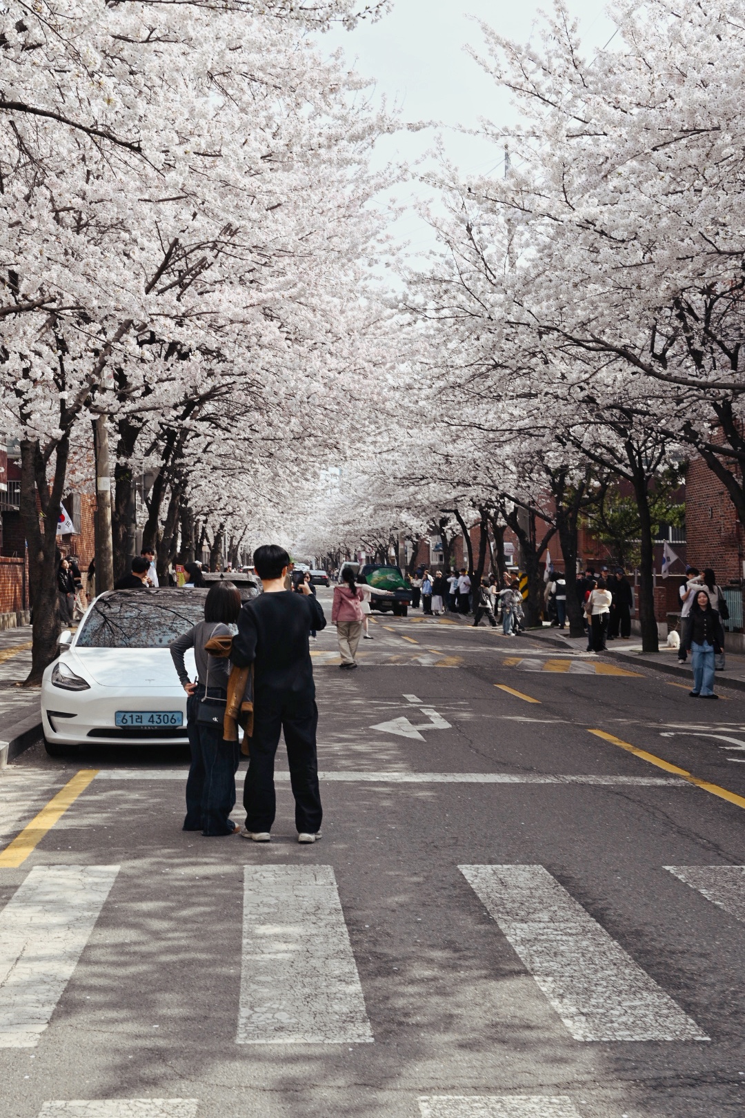 Beot-kkot, or the Korean cherry blossoms